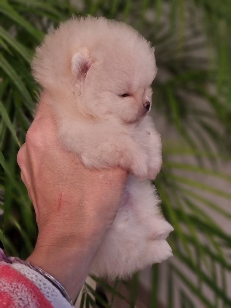 Emilie Turpin - Chiots disponibles - Spitz allemand