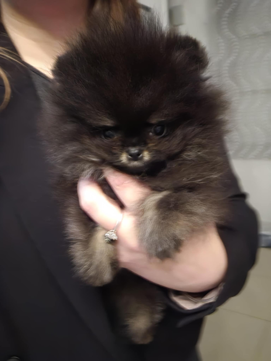 Emilie Turpin - Chiots disponibles - Spitz allemand