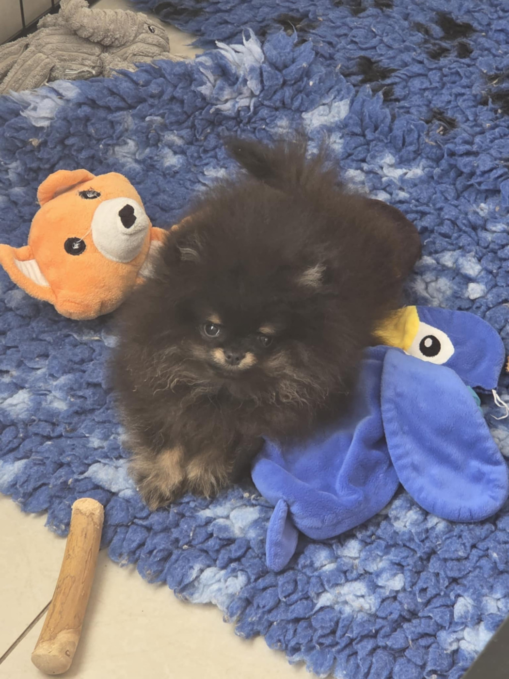 Emilie Turpin - Chiots disponibles - Spitz allemand