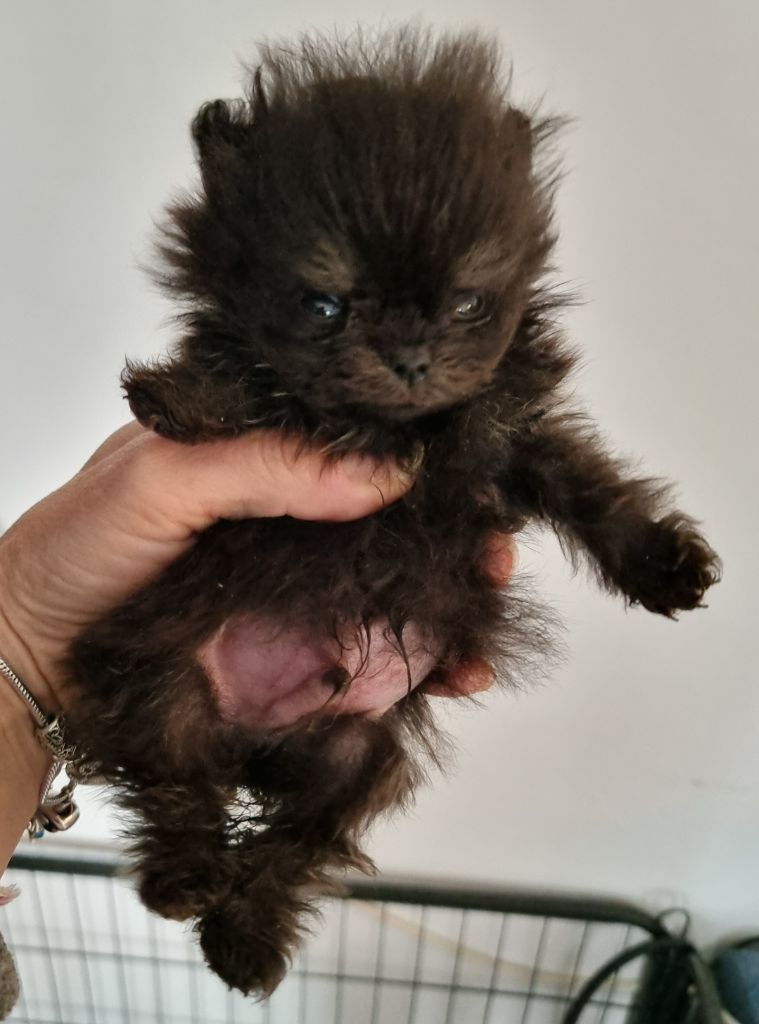 Emilie Turpin - Chiots disponibles - Spitz allemand