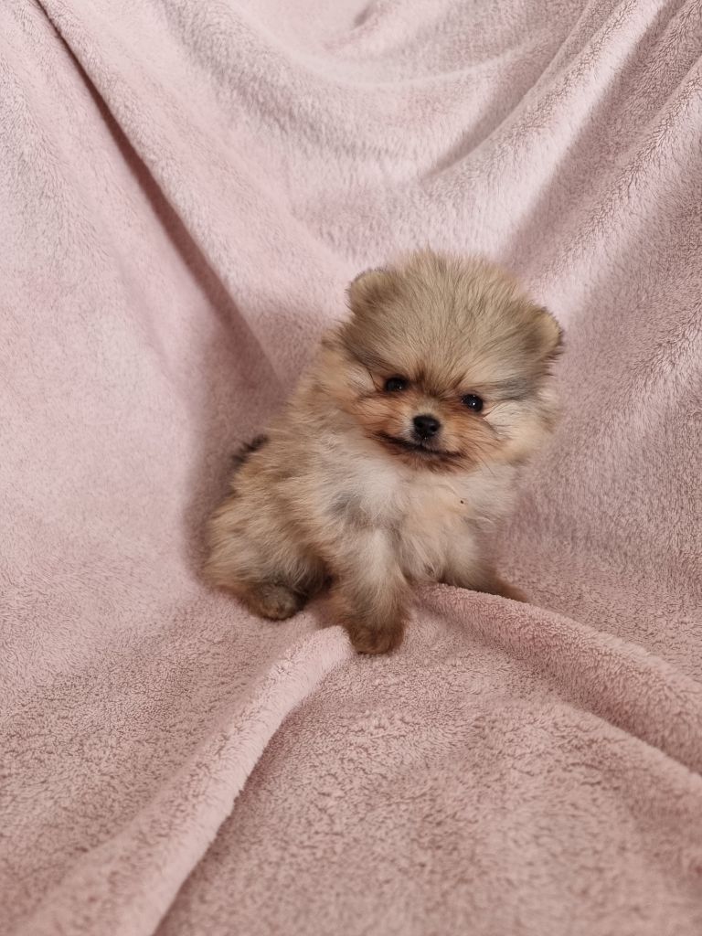 Emilie Turpin - Chiots disponibles - Spitz allemand
