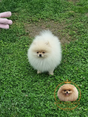 Bbobbi