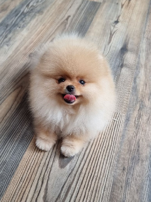 CHIOT 1