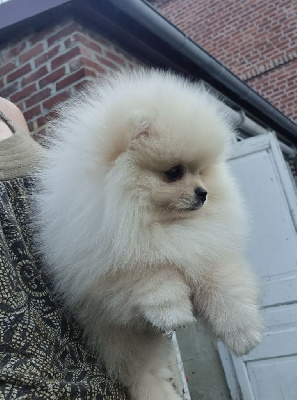 CHIOT 1