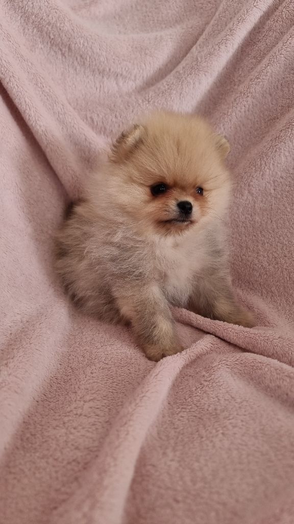 Emilie Turpin - Chiots disponibles - Spitz allemand