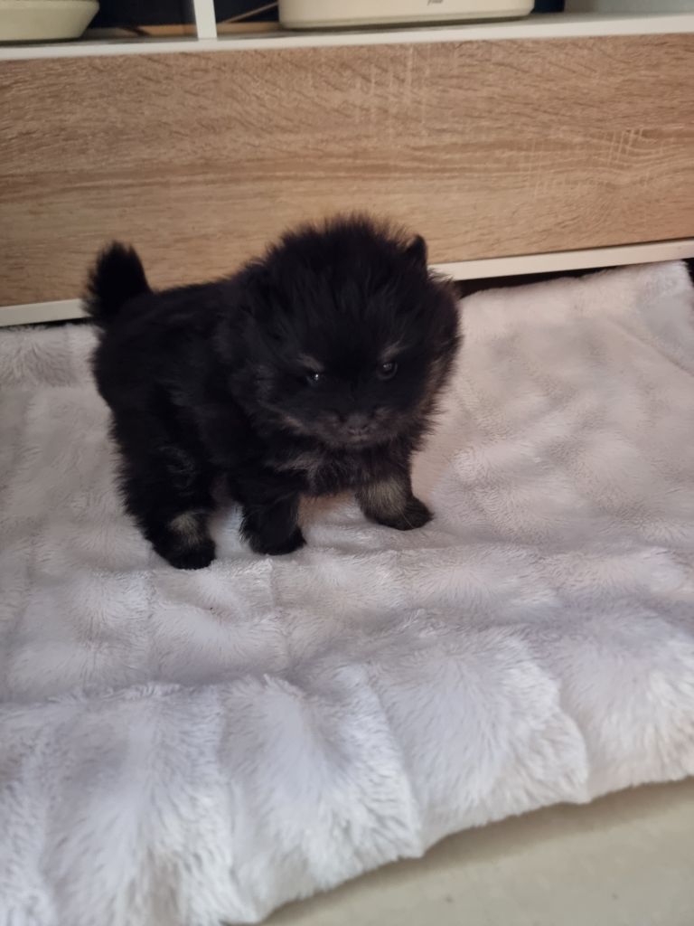 Emilie Turpin - Chiots disponibles - Spitz allemand