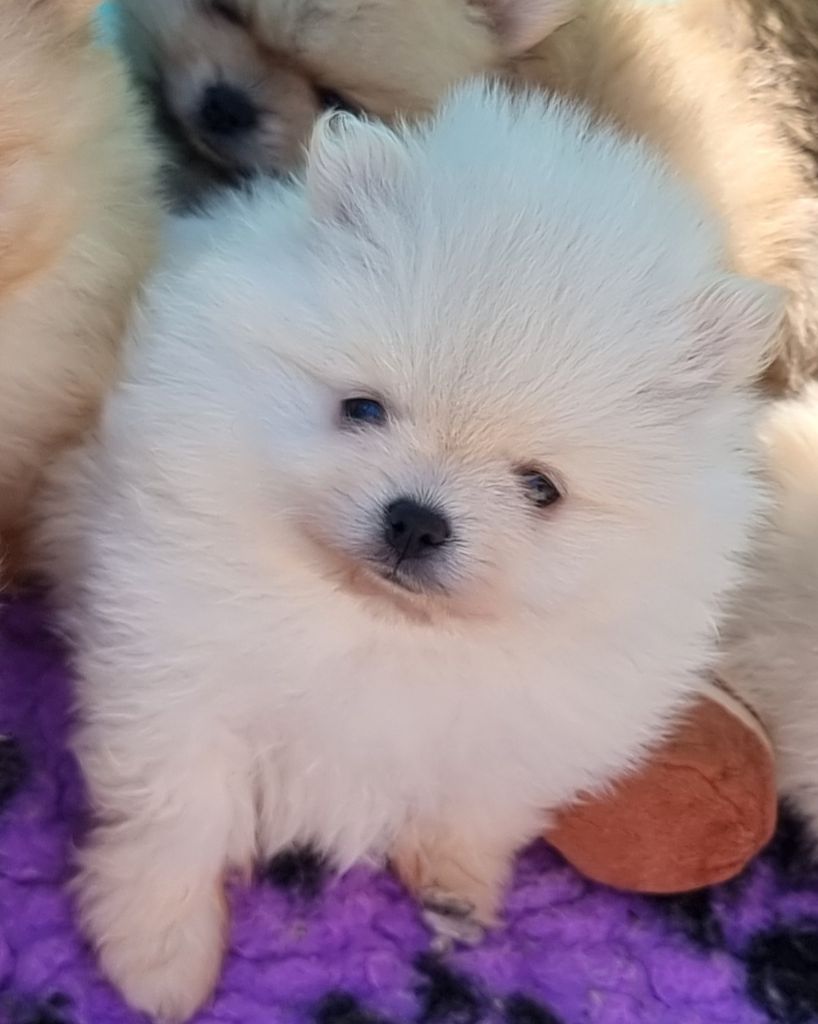 Emilie Turpin - Chiots disponibles - Spitz allemand